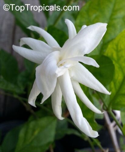 Sambac Belle of India , Madhan Mogrow highly fragrant ,large 50-60cm 1-2 ltr pot - Picture 1 of 2