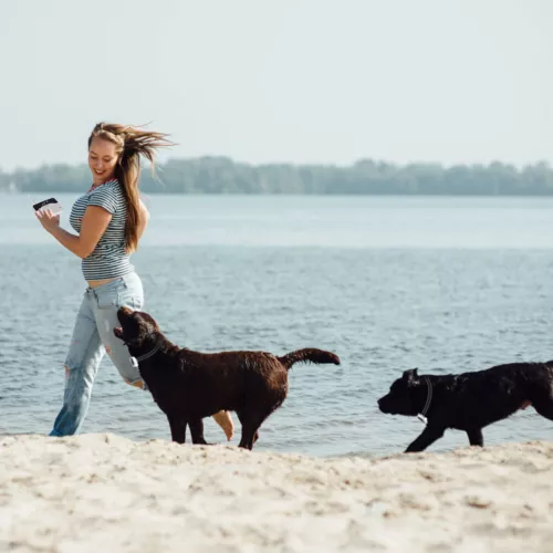 Recinzione Elettrica per Cani 2 in 1 Wireless Recinzione per Cani Collare Sistema di Contenimento per Animali Domestici - Foto 40 di 68