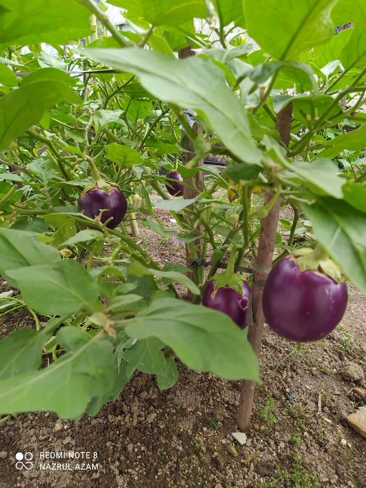 round purple eggplant : true breed tropical vegetable seeds - Image 3 of 4