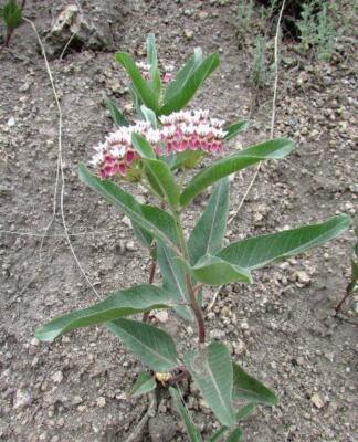 Asclepias hallii | Hall's Milkweed | Purple Silkweed | 10 Seeds | eBay
