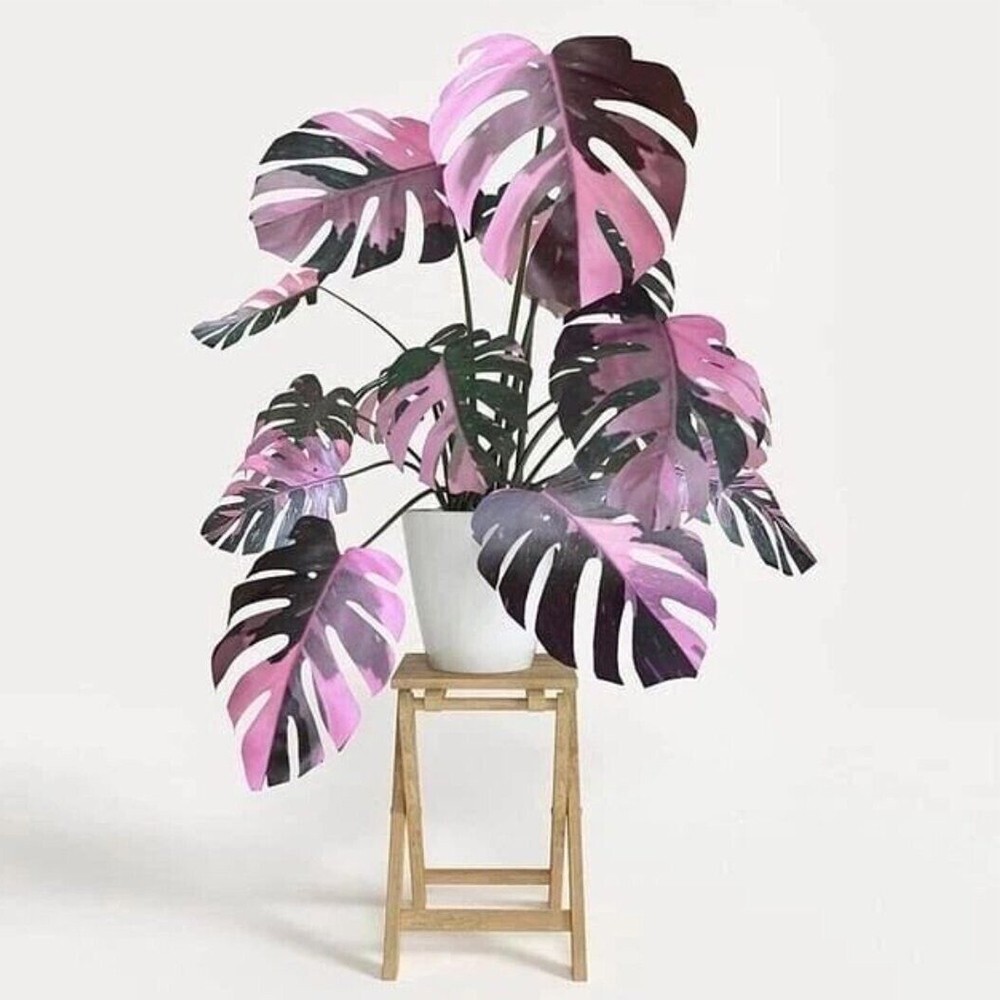 topfpflanze monstera Topfpflanze Monstera main image 0