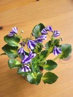 African Violet Chimera Norton's Elaine Semiminiature  PLANT — photo 3