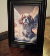 En mémoire d'un cadre épagneul King Charles Cavalier capable photo et aimant