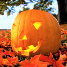 Jack O' Lantern Pumpkin Seeds - For 2026 Planting Patch Pumpkins Field Winter