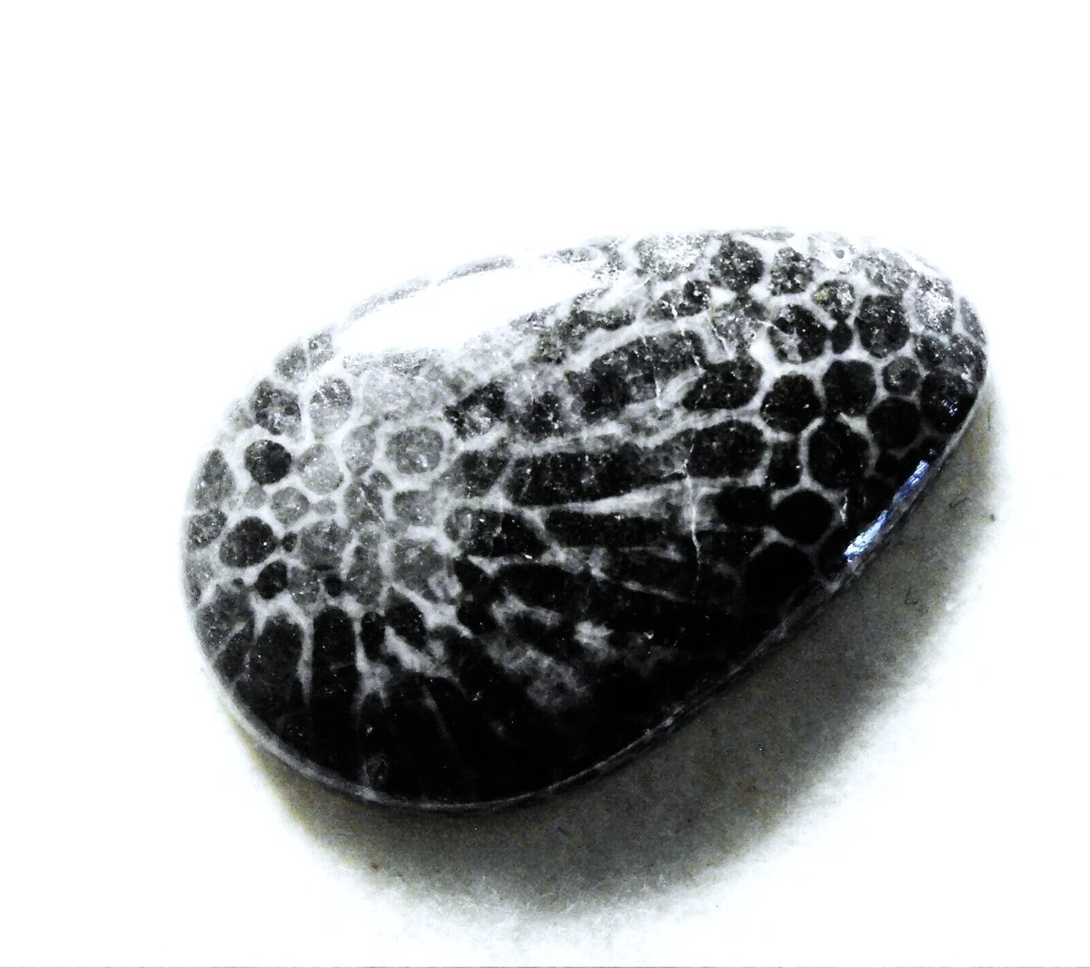 Black clearance fossil coral