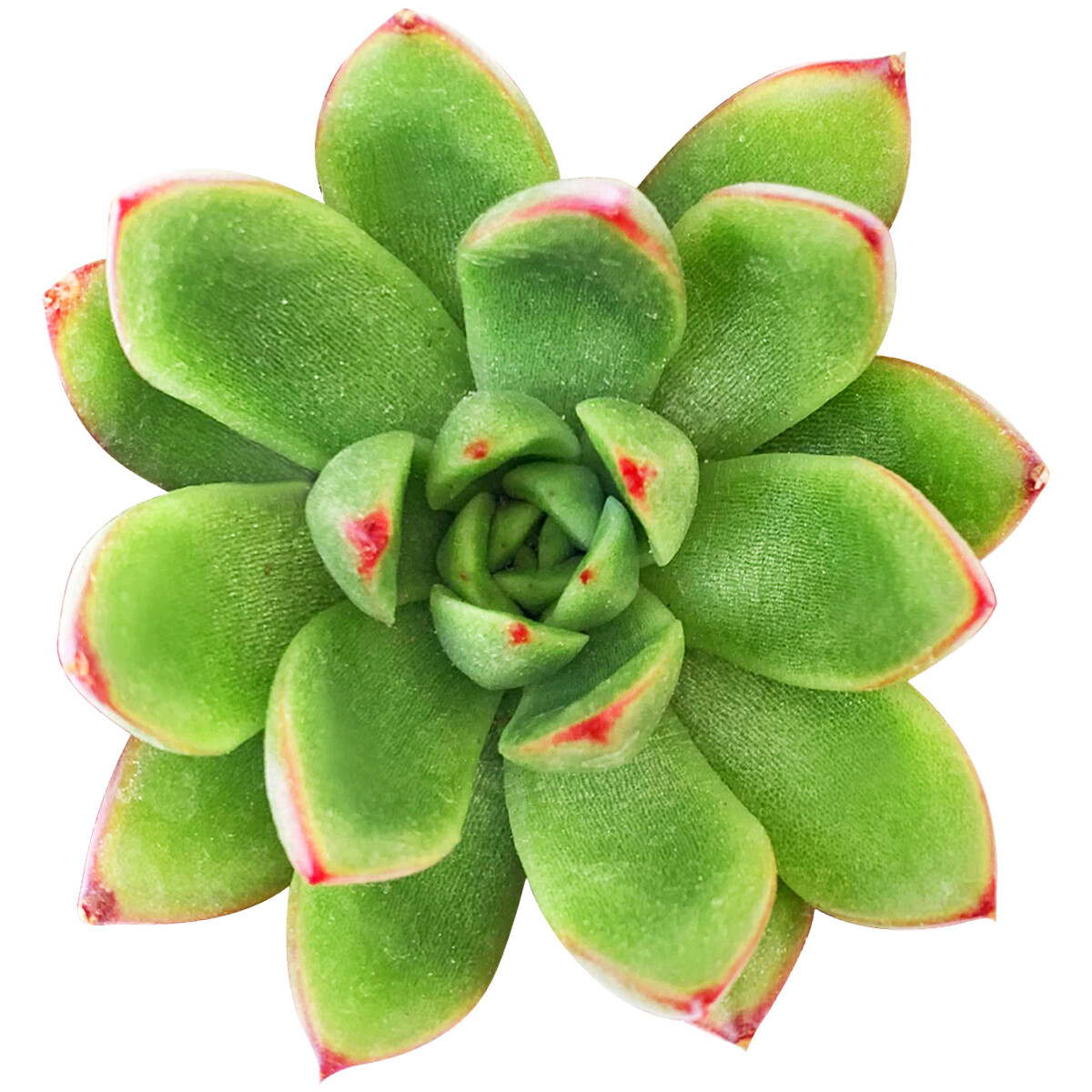 Echeveria Agavoides Christmas Succulent (2
