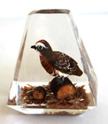 Vintage Hand Carved & Painted Quail in Lucite/acrylic Unique Canada Paperweight — photo 2