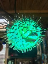 NEW 4&rdquo;-5&rdquo; Pufferfish Lamp w/Color Changing LED Tiki bar Smokin Tikis Oceanic