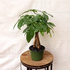 LIVE 6 inch pot Money Tree, Pachira Aquatica, Prosperity tree