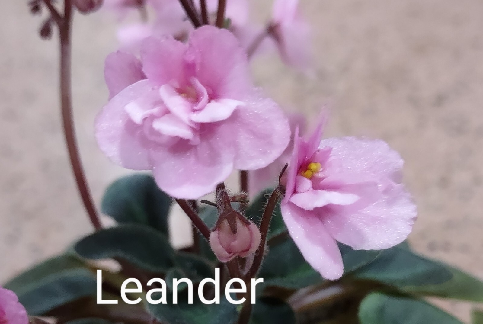 African Violet LEAF POT - LEANDER miniature