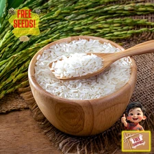 Fresh Thai White Jasmine Rice Seeds | Taiguo Xiang Mi | Heirloom Non-GMO | Grain