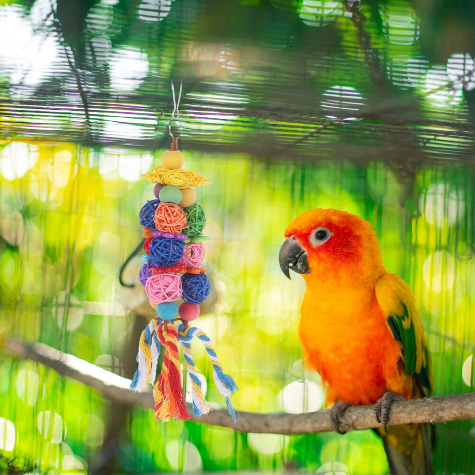 Vogel Basketballkorb Spielzeug - Interaktives Spiel Für Papageien & Sittiche