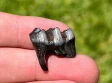 Florida Fossil Deer Tooth Odocoileus virginianus Pleistocene Age Mammal