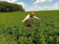 Semillas de Cáñamo Natural Semillas Orgánicas Semillas Veganas 30oz 850gr Cultivadas Ecológicas