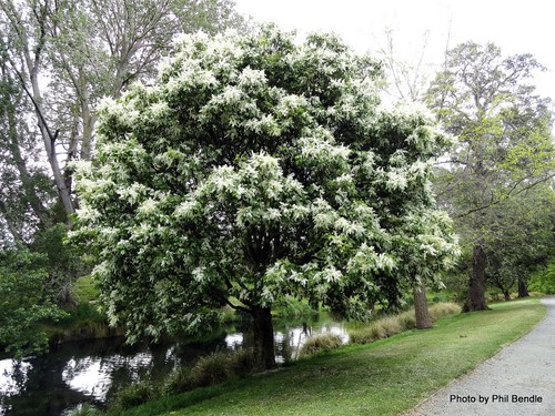 Flowering Ash (Fraxinus ornus) 15 Fresh Seeds - Picture 3 of 3