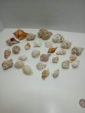 Sea Shells 27 Various Pieces All Natural Shapes And Sizes