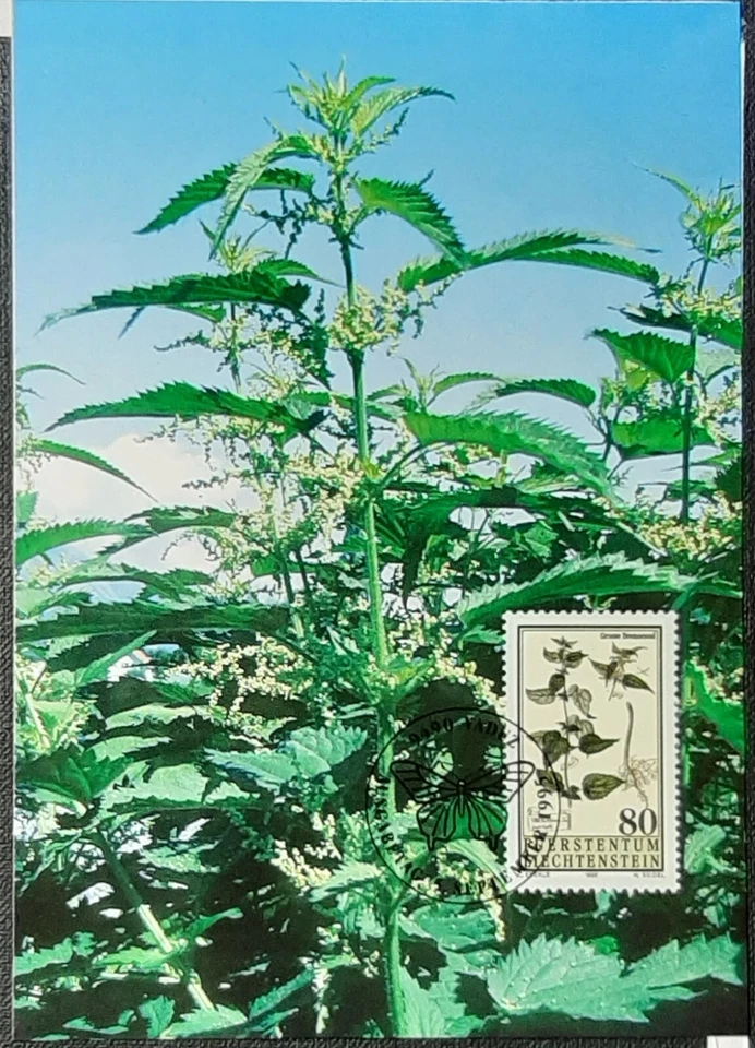(LIE-210)Liechtenstein 1995 Medicinal Plants set SG 1107-10 unused on Maxi Cards - Image 4 of 4
