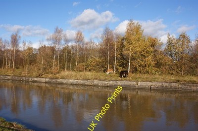 Foto A2 Rinder grasen am Leeds and Liverpool Canal Abram um 2010