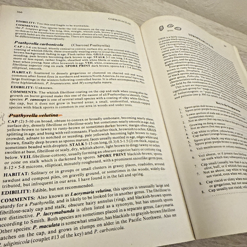 Mushrooms Demystified by David Arora (1986, Trade Paperback) - Picture 7 of 12