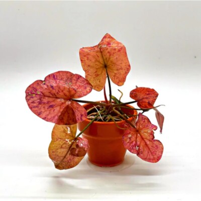 Tiger Lotus Bulb BUY 2 GET 1 FREE N. Zenkeri Aquarium Fish Tank Live Plants