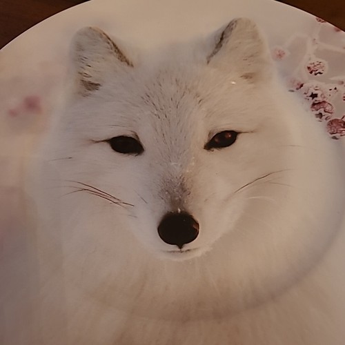 NWT Robert Stanley Owl & Fox Dinner Plates Winter White Collection Pick Pieces - Picture 4 of 10