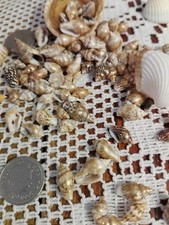 100 tiny golden natural beach sea shells wedding table decoration  scatter 
