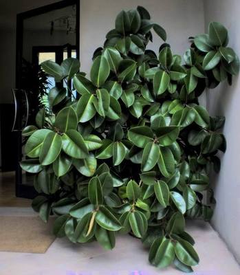 Zimmerpflanze mit besonders schnen Blttern Ficus alt. | eBay.de