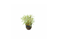 Ludwigia Inclinata "Verticillata White" Live Aquarium Plants BUY 2 GET 1 FREE