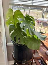 Monstera Deliciosa Split Leaf, Live Indoor Plant, Easy Care Air Purifying Tropic