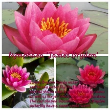 James Bydon Hardy FRAGRANT Waterlily RED Sz Tuber/SM
