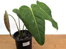 Philodendron Esmeraldense    