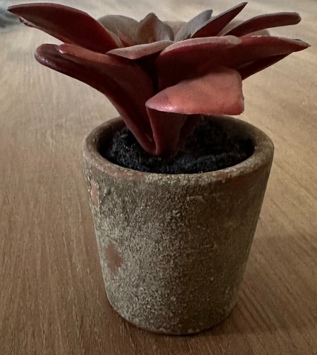 Parlane Artificial Faux Succulent Potted Height 11.5cm - Picture 5 of 6