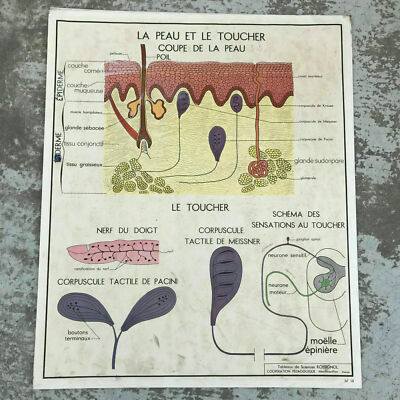 French Anatomy Poster Vintage School Educational Skin Touch Rossignol 1612194