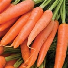 Baby Carrots 50 ct. Little Fingers Carrot Seeds Nantes Type Non-GMO Garden Seed