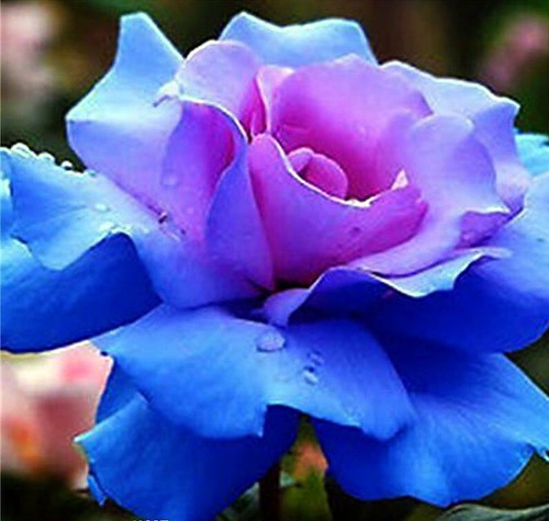 Rare 10x graines de Rosier rose BLEU & ROSE 10x BLUE & PINK Rose rosebush seeds - Foto 4 di 5