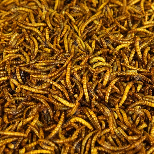 Juicy Dried Mealworms Excellent Wild Bird Food Fish Food & Garden Wildlife - Picture 14 of 33