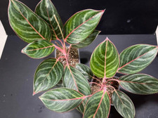 Aglaonema Szmaragdowy Smok Free Fitosanitarny