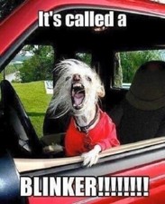 Funny dog refrigerator magnet 3 1/2 x 4 1/2"