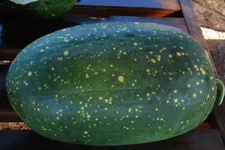 20 Moon and Stars Watermelon Seeds -- RED --------------------- Heirloom - LARGE