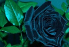 70 SEMI DI ROSA BLU NOTTE + SPEDIZIONE GRATUITA