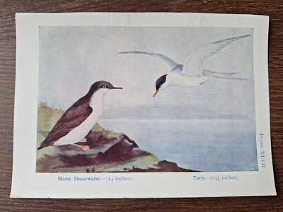 Vintage Manx Shearwater und Seeschwalbe Vogel Buchteller, Illustrationsdruck