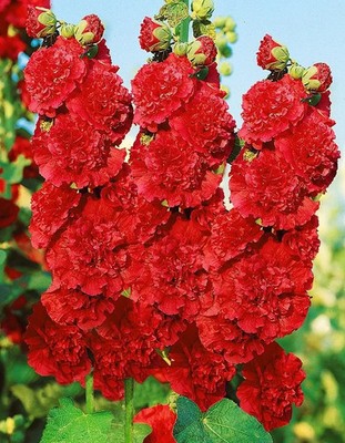 10  Samen Stockrose ''Hollyhock Red'' ca. 200-250 cm. Zweijahrige Samenfest