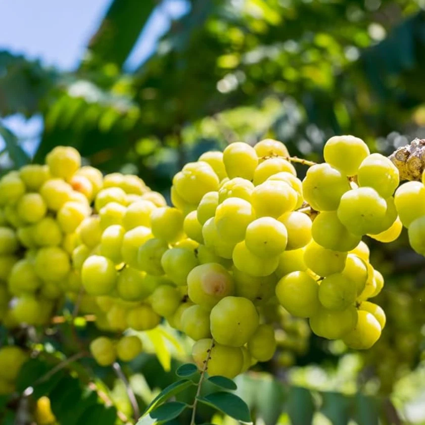 Árbol Star Gooseberry - Planta viva de 1 pie de alto en maceta de un galón - Sin envío a HI Foto 2 de 4
