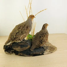Grey Partridge Birds Taxidermy Mount Hungarian Partridge  Excellent mounting