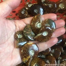 Natural Iridescent Ammonite Ammolite Madagascar Facet Specimen Stone Fossil