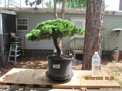 SPECIMEN BONSAI TREE JUNIPER PROCUMBENS NANA/D5