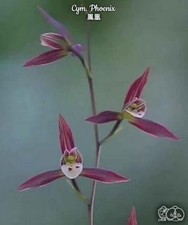 Cymbidium sinense  Phoenix               , pinky red flowers, fragrant
