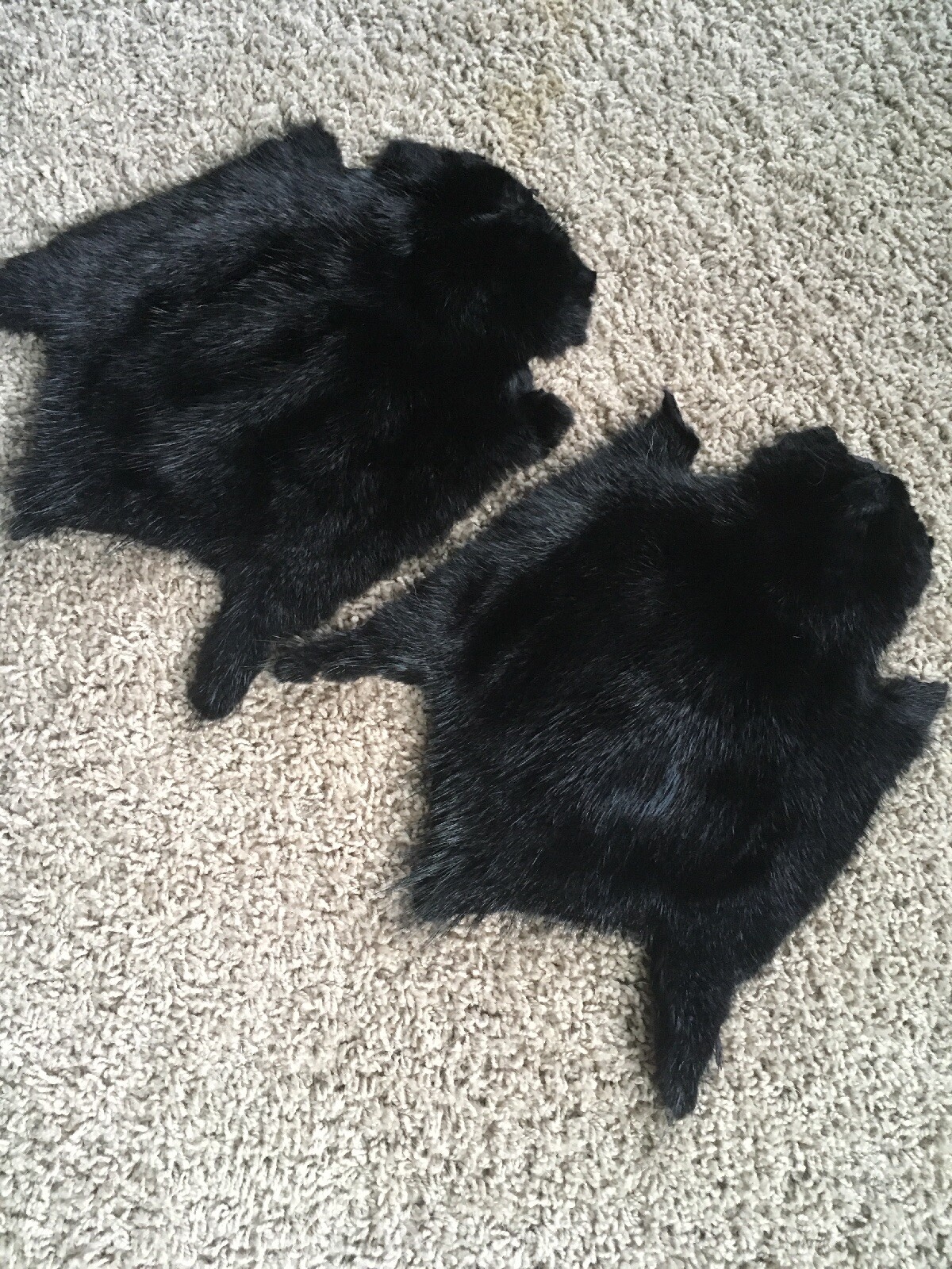 Select Large Muskrat Pelts Tanned Top Quality Wild Country Furs Glamour