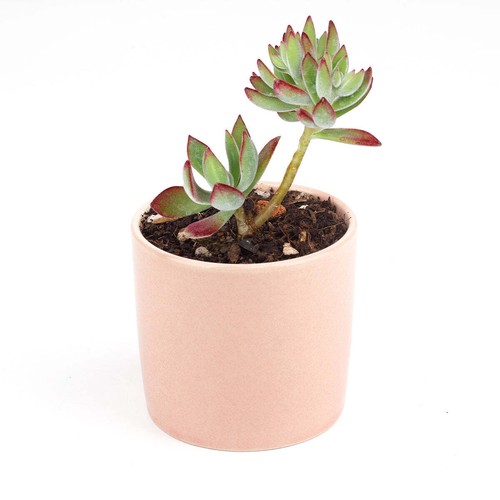 Echeveria harmsii 'Ruby Slippers' Furry Plush Succulent (2'' or 4'') - Picture 54 of 58