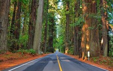 Landscape nature redwood road forest trees Custom Gaming Mat Desk